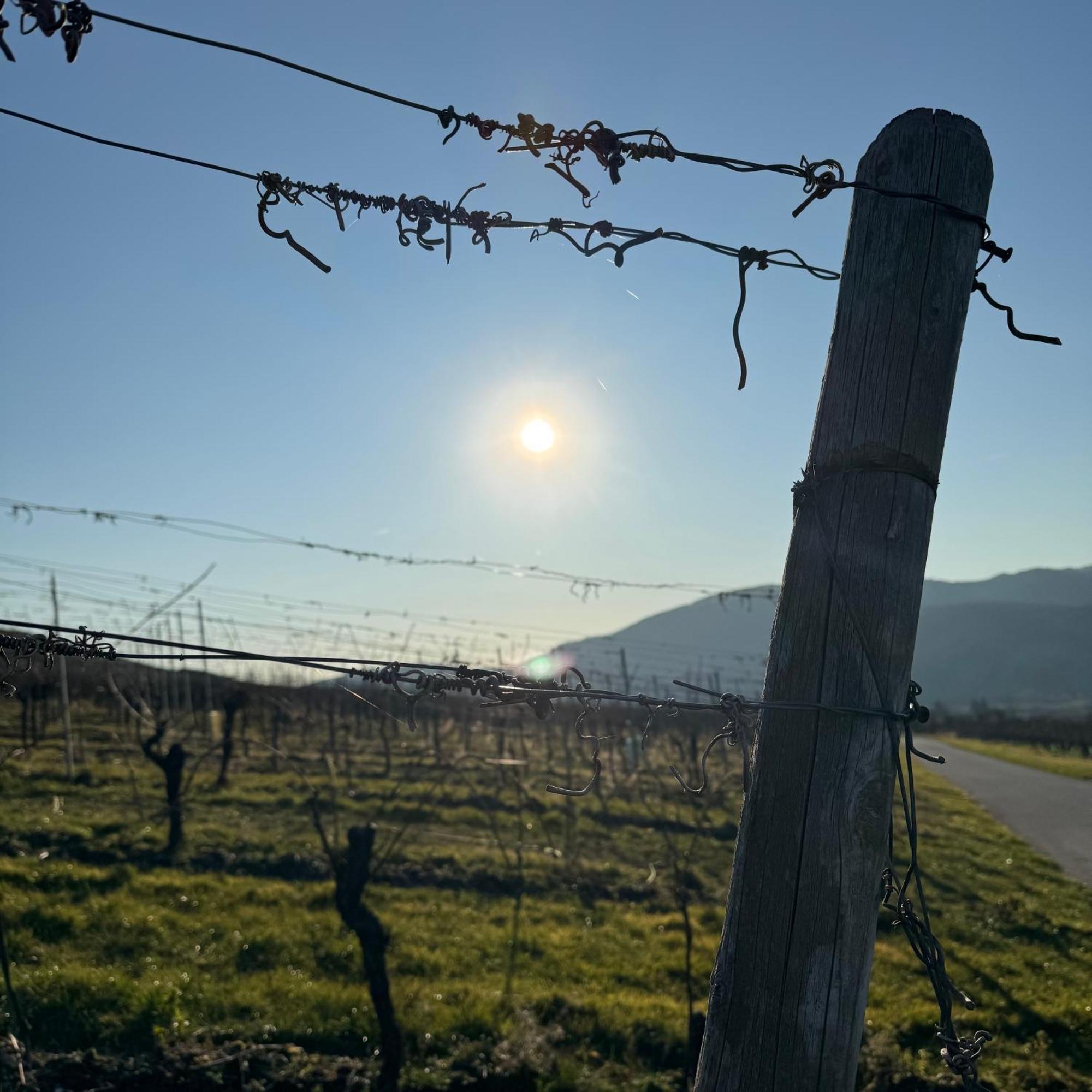 Bed and Breakfast Weingut Tiliahof Браунеберґ Екстер'єр фото